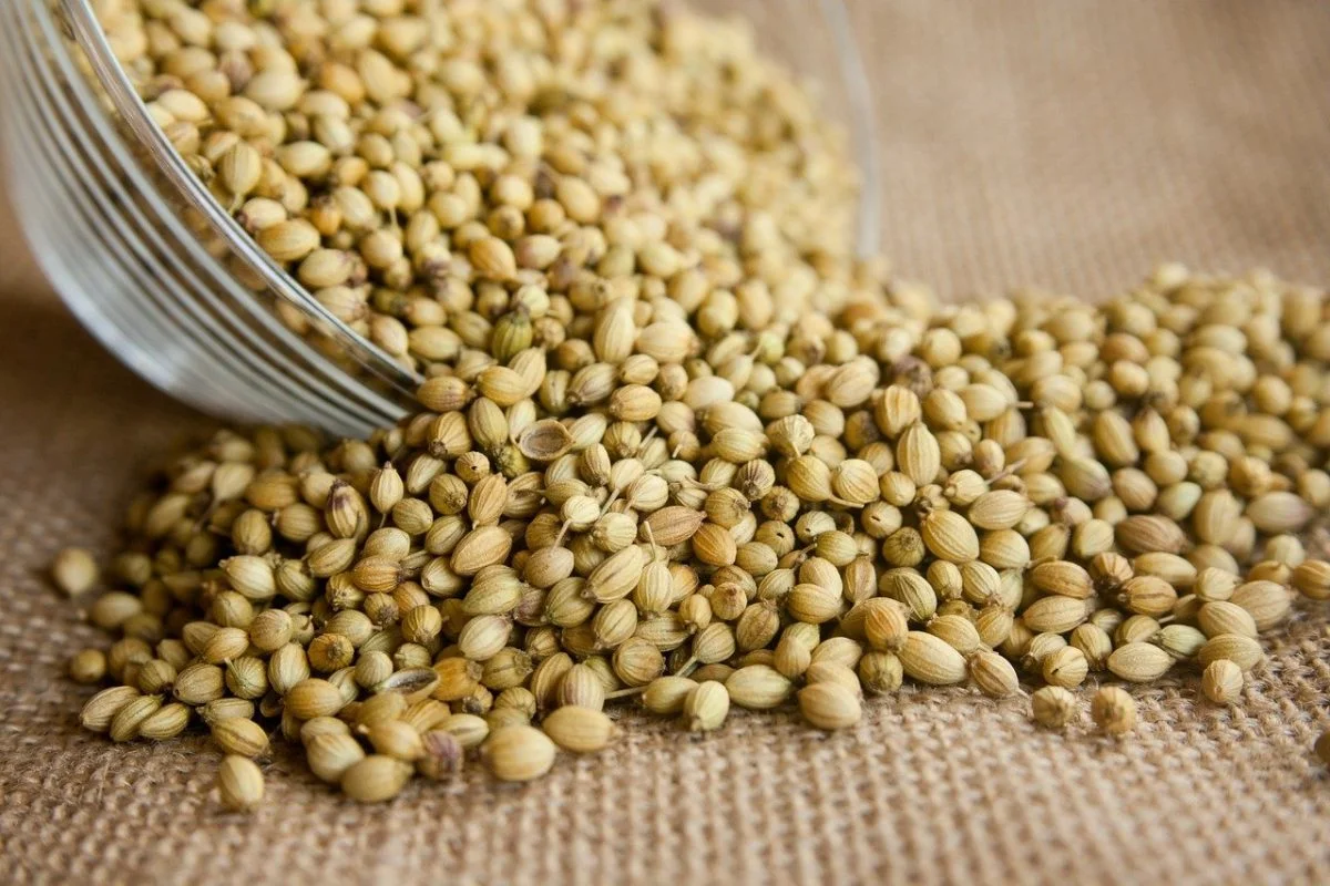 coriander-seeds-herb-or-spice-scaled-category